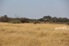 IMG_9556