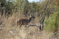 IMG_9558