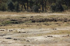 IMG_9561-Hwange-NP-Nyamandhlovu-Platform