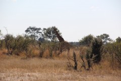 IMG_9568