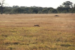 IMG_9584-Hwange-NP-Jambili-Pan