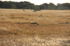IMG_9588