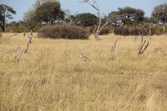 IMG_9617
