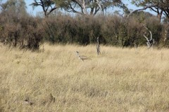 IMG_9618