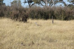 IMG_9619
