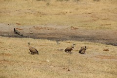 IMG_9644-Hwange-NP-Sinanga-Pan