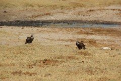 IMG_9646