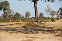 IMG_9648-Hwange-NP-Makwa-Pan