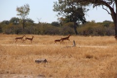 IMG_9654