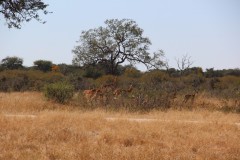 IMG_9656