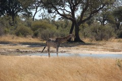 IMG_9657-Hwange-NP-Dynamite-Pan