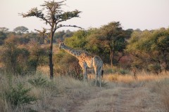 IMG_9788-Bulawayo-Tshabalala-Wildlife-Sanctuary