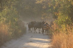 IMG_9801