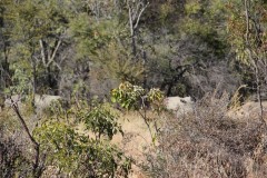 IMG_9816