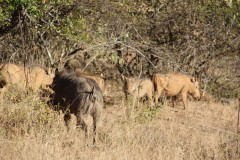 IMG_9970-Masvingo-Lake-Mutirikwe-Recreational-Park-and-Game-Park