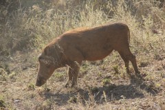 IMG_9975-Lake-Mutirikwe-Recreational-Park-and-Game-Park