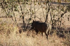 IMG_9977