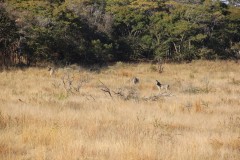 IMG_9980-Lake-Mutirikwe-Recreational-Park-and-Game-Park