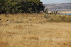 IMG_9981