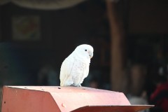 IMG_0056-Khuimba-Shiri-Bird-Sanctuary