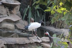 IMG_0060