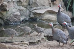IMG_0061