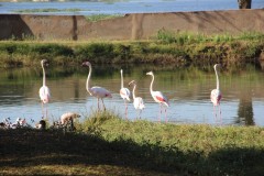 IMG_0062-Khuimba-Shiri-Bird-Sanctuary-Lake-Chivero