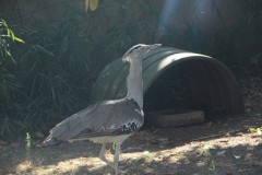 IMG_0068-Khuimba-Shiri-Bird-Sanctuary