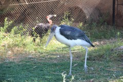 IMG_0070