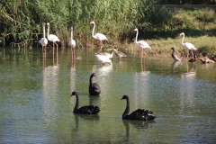 IMG_0071-Khuimba-Shiri-Bird-Sanctuary-Lake-Chivero