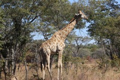 IMG_0079