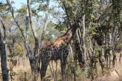 IMG_0080