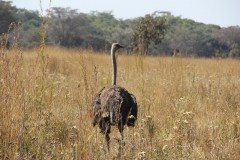 IMG_0099