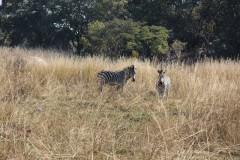 IMG_0101