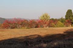 IMG_0209