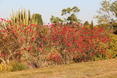 IMG_0211
