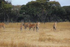 IMG_0239-Mukuvisi-Woodland-Wildlife-and-Environment-Centre