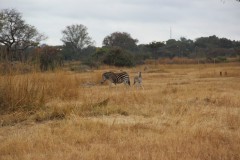 IMG_0242