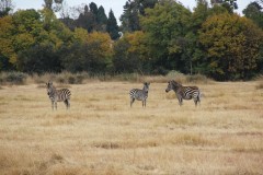 IMG_0245