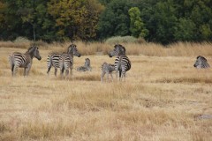 IMG_0247
