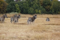 IMG_0248