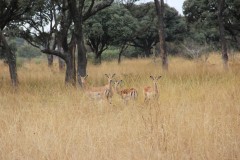 IMG_0250