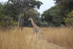 IMG_0255