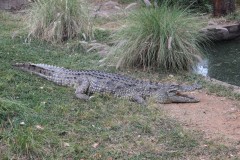 IMG_0257