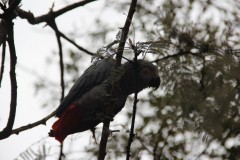 IMG_0264