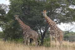 IMG_0272
