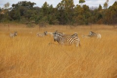 IMG_0274