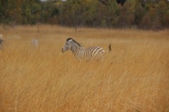 IMG_0275