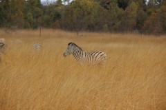 IMG_0276