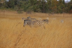 IMG_0277
